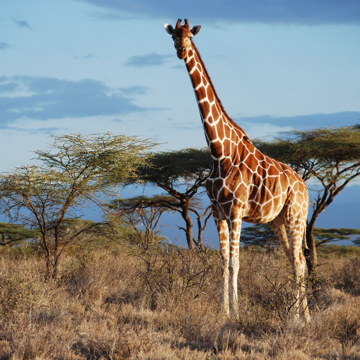 Jungtier und Mutter einer Nord-Giraffe - Foto: -/GCF/dpa