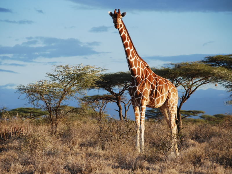 Jungtier und Mutter einer Nord-Giraffe - Foto: -/GCF/dpa