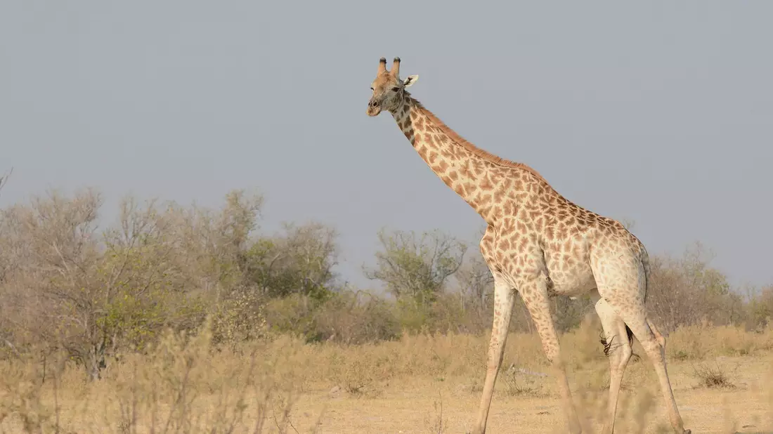 Eine junge Masai-Giraffe - Bild: Billy Dodson/GCF/dpa