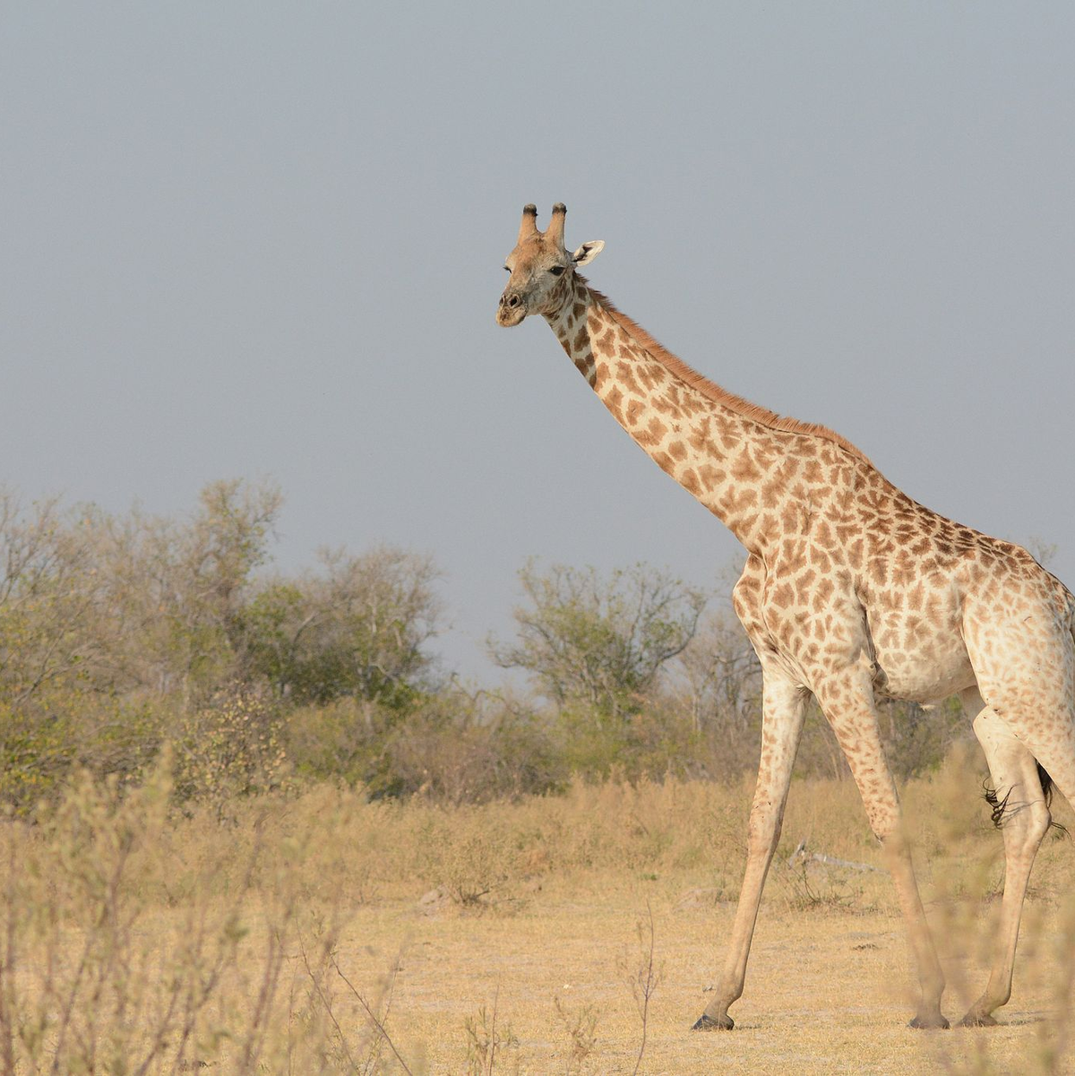 Eine junge Masai-Giraffe - Foto: Billy Dodson/GCF/dpa