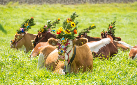 Almabtrieb Radstadt - Foto: Lorenz Masser über pressetext.de
