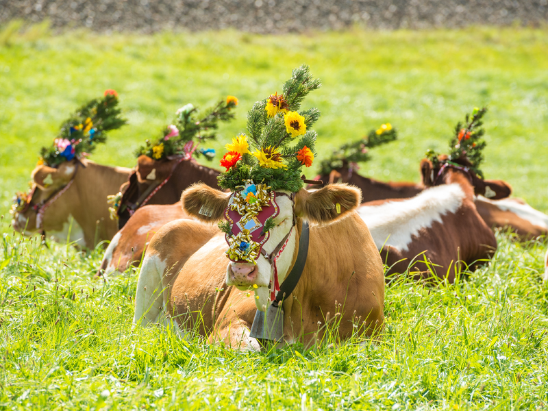 Almabtrieb Radstadt - Foto: Lorenz Masser über pressetext.de