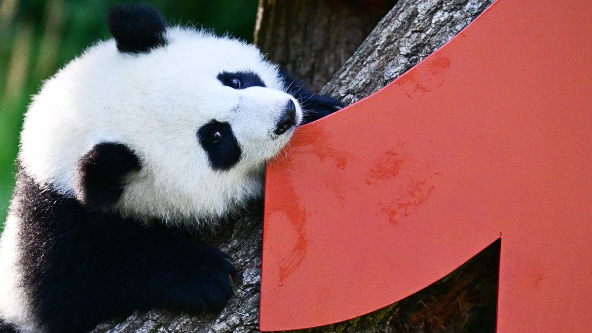 Die Geburt der beiden war ein seltenes Ereignis. - Foto: Sebastian Christoph Gollnow/dpa