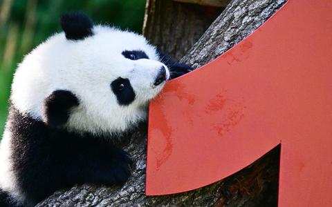 Die Geburt der beiden war ein seltenes Ereignis. - Foto: Sebastian Christoph Gollnow/dpa