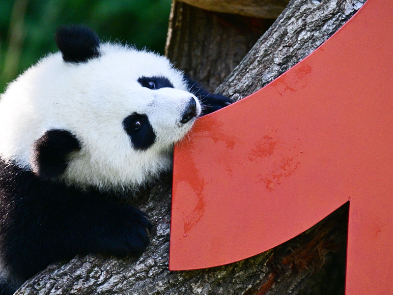 Die Geburt der beiden war ein seltenes Ereignis. - Foto: Sebastian Christoph Gollnow/dpa