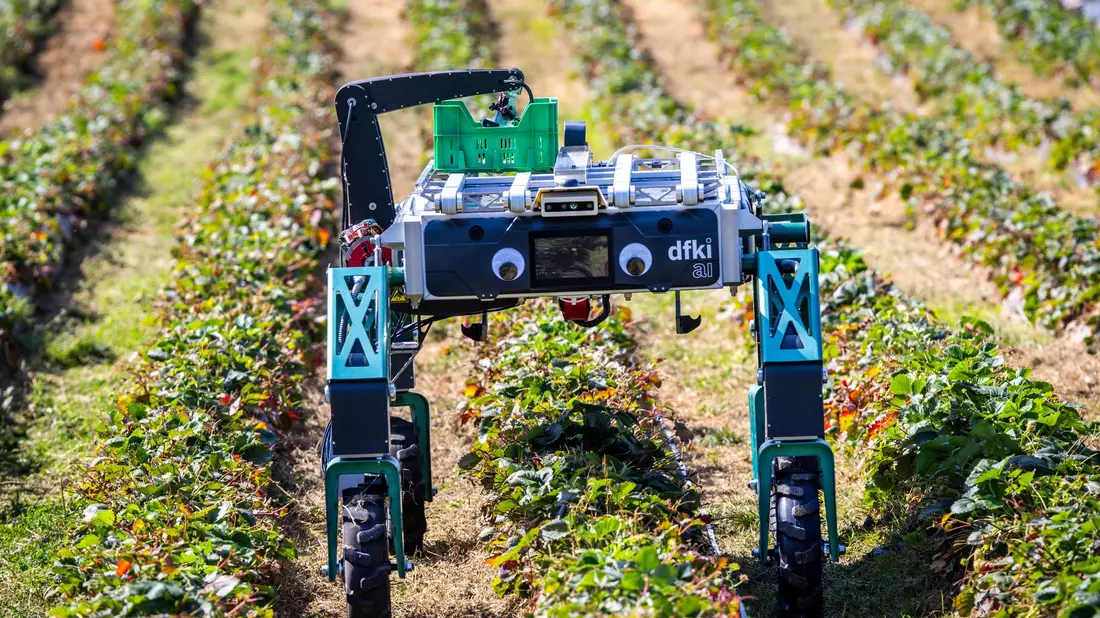 Auch in der Landwirtschaft wird KI schon genutzt beziehungsweise erprobt, wie hier bei der Erdbeerernte. (Archivbild) - Bild: Jens Büttner/dpa