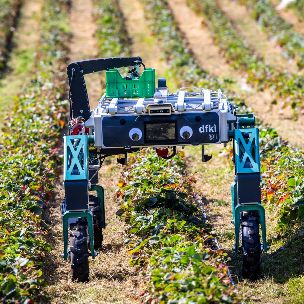 Auch in der Landwirtschaft wird KI schon genutzt beziehungsweise erprobt, wie hier bei der Erdbeerernte. (Archivbild) - Foto: Jens Büttner/dpa