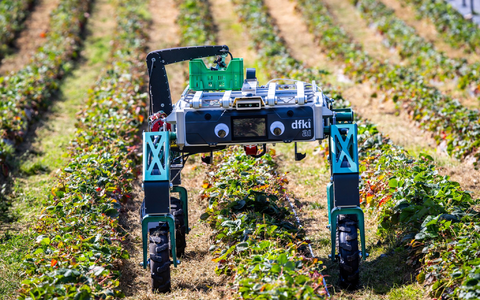 Auch in der Landwirtschaft wird KI schon genutzt beziehungsweise erprobt, wie hier bei der Erdbeerernte. (Archivbild) - Foto: Jens Büttner/dpa