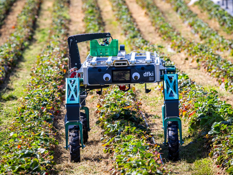 Auch in der Landwirtschaft wird KI schon genutzt beziehungsweise erprobt, wie hier bei der Erdbeerernte. (Archivbild) - Foto: Jens Büttner/dpa