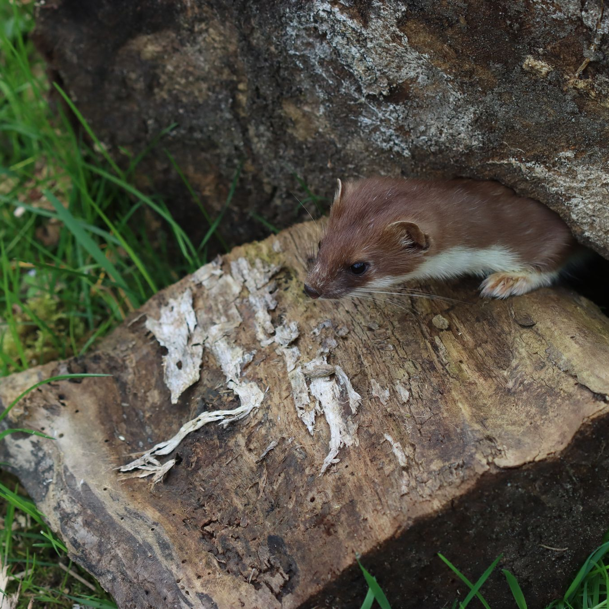 Wer wird Tier des Jahres 2026? Das kleine Hermelin?  - Foto: Philipp Brandstädter/-/dpa