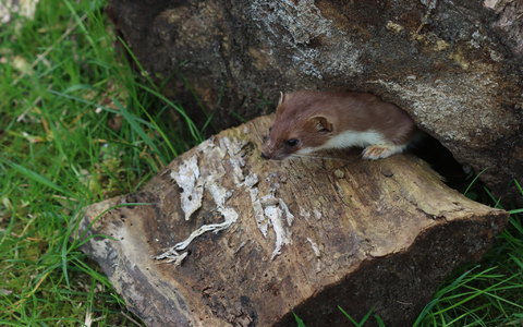 Wer wird Tier des Jahres 2026? Das kleine Hermelin? - Foto: Philipp BrandstÀdter/-/dpa Wer wird Tier des Jahres 2026? Das kleine Hermelin? - Foto: Philipp BrandstÀdter/-/dpa