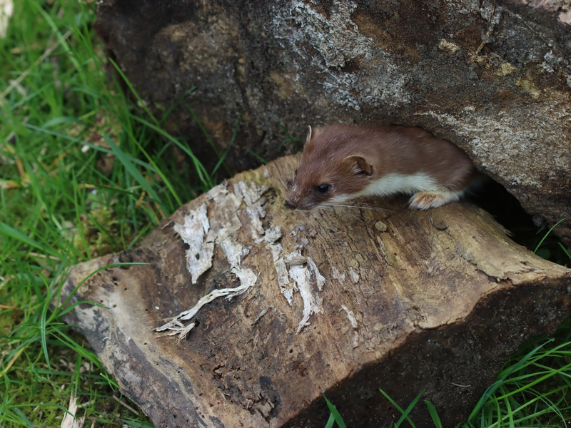 Wer wird Tier des Jahres 2026? Das kleine Hermelin? - Foto: Philipp Brandstädter/-/dpa