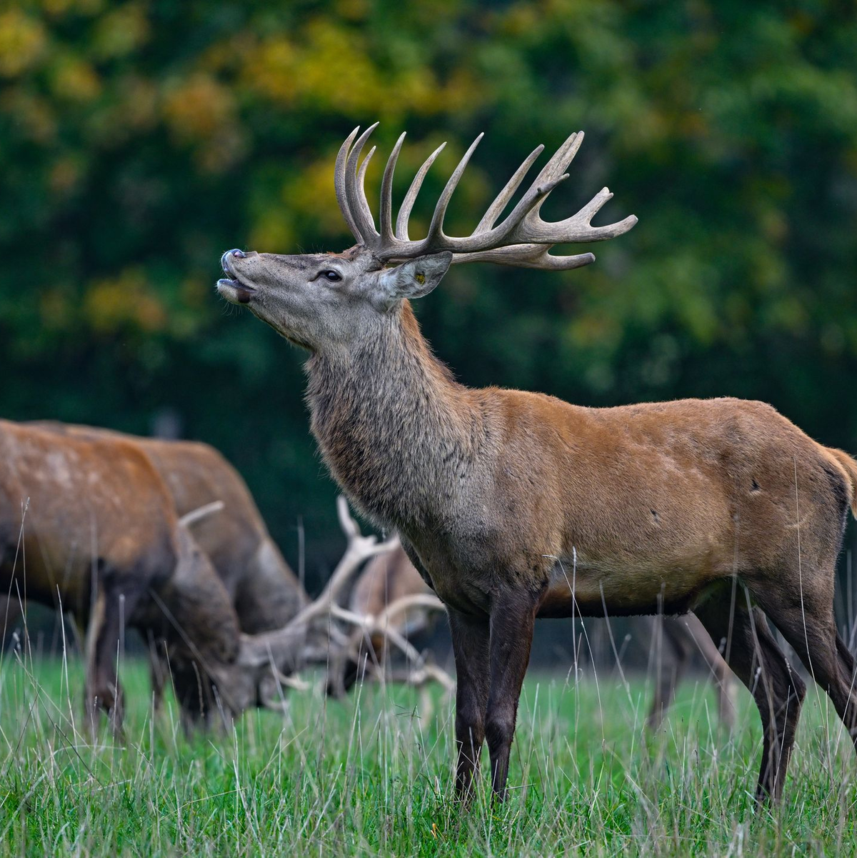 Oder macht der große Rothirsch mit seinem imposanten Geweih das Rennen?  - Foto: Patrick Pleul/dpa