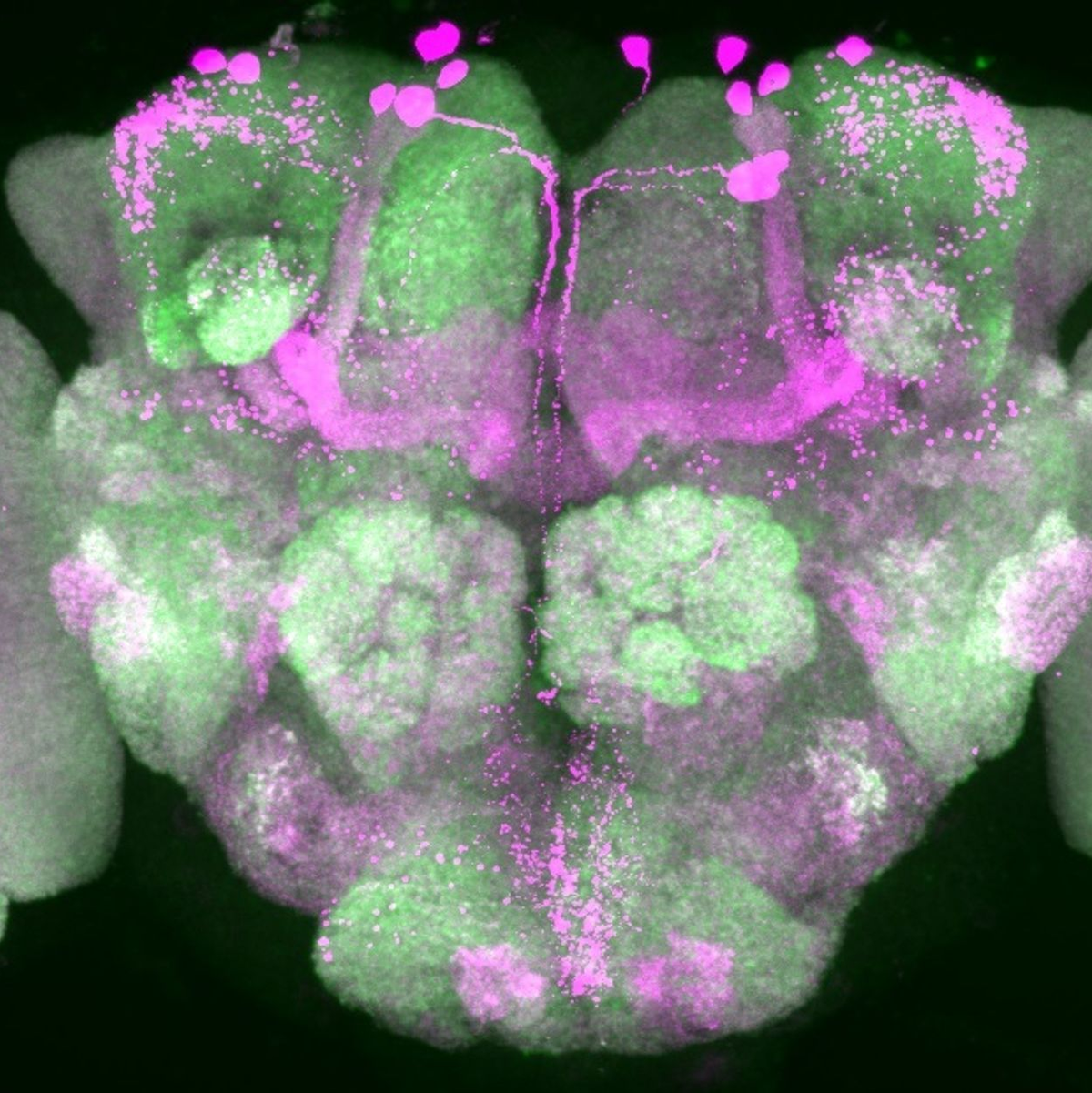 Bestimmte Hirnareale einer Taufliege wurden pink eingefärbt. In diesen Zonen werden visuelle Reize im Schlaf herausgefiltert, starke Reize kommen jedoch im Gehirn an. - Foto: Anatoli Ender/Charité/dpa