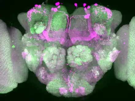 Bestimmte Hirnareale einer Taufliege wurden pink eingefärbt. In diesen Zonen werden visuelle Reize im Schlaf herausgefiltert, starke Reize kommen jedoch im Gehirn an. - Foto: Anatoli Ender/Charité/dpa