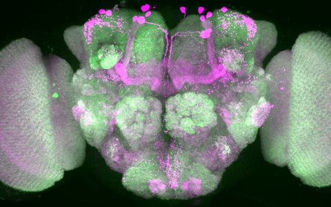 Bestimmte Hirnareale einer Taufliege wurden pink eingefärbt. In diesen Zonen werden visuelle Reize im Schlaf herausgefiltert, starke Reize kommen jedoch im Gehirn an. - Foto: Anatoli Ender/Charité/dpa