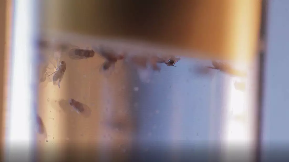 Taufliegen in einem Labor - Bild: -/NeuroCure / 2740.media/dpa