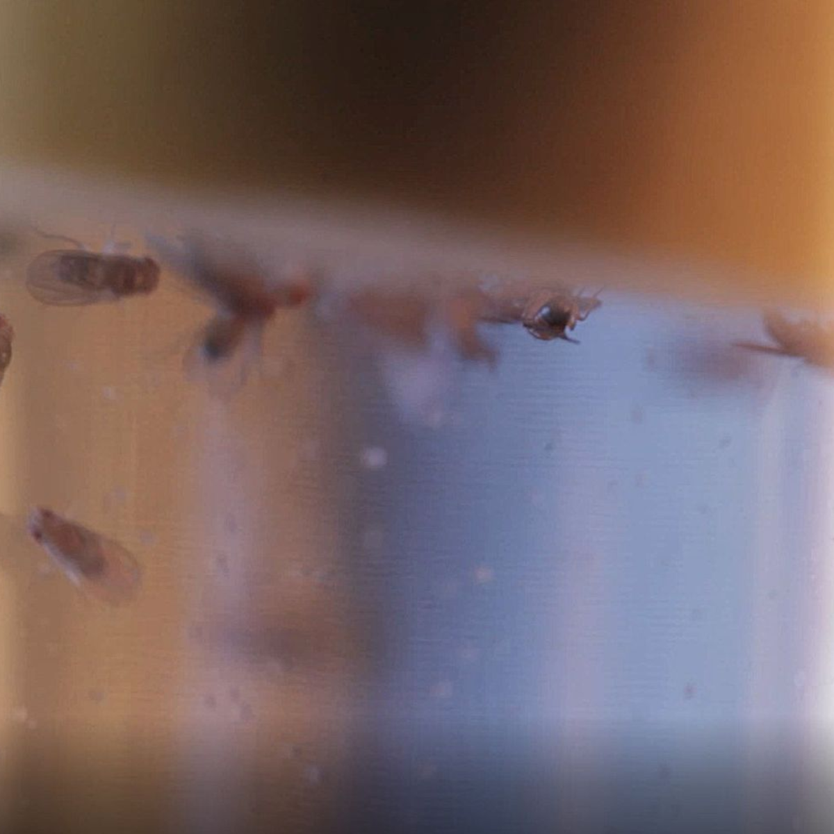 Taufliegen in einem Labor - Foto: -/NeuroCure / 2740.media/dpa