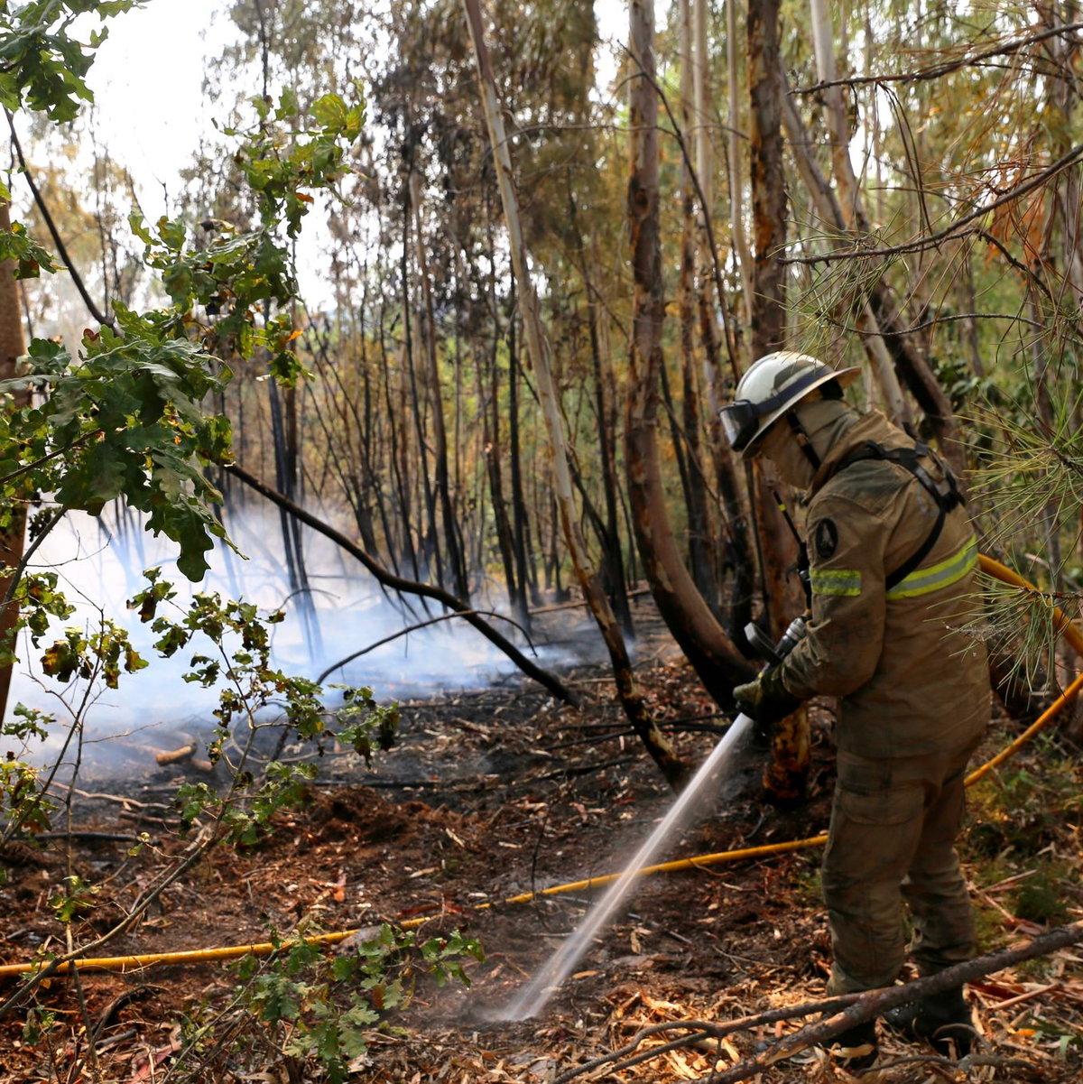 Die Zahl der Todesopfer der verheerenden Waldbrände ist in Portugal gestiegen. Historische Dörfer mussten evakuiert werden. - Foto: Xun Wei/XinHua/dpa