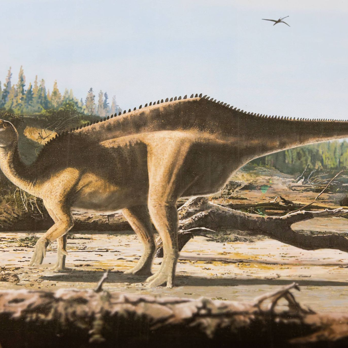 Darstellung von Istiorachis macaruthurae im Vergleich zum Menschen - Foto: James Brown/University of Portsmouth/dpa