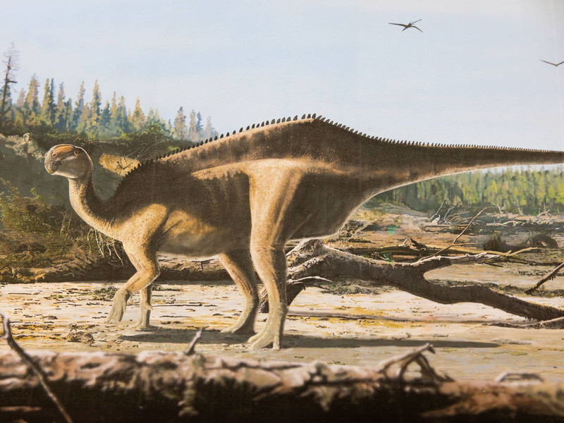 Darstellung von Istiorachis macaruthurae im Vergleich zum Menschen - Foto: James Brown/University of Portsmouth/dpa