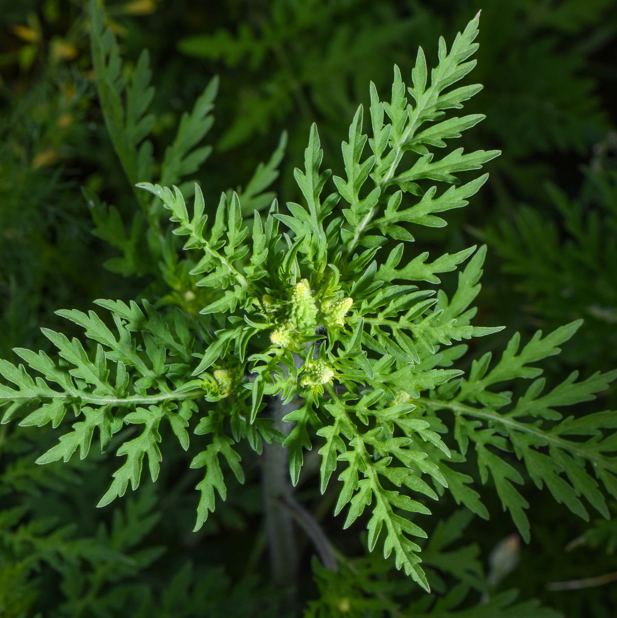 Die Pflanze stammt aus Nordamerika und breitet sich in Deutschland immer mehr aus. (Archivbild) - Foto: Patrick Pleul/dpa-Zentralbild/dpa
