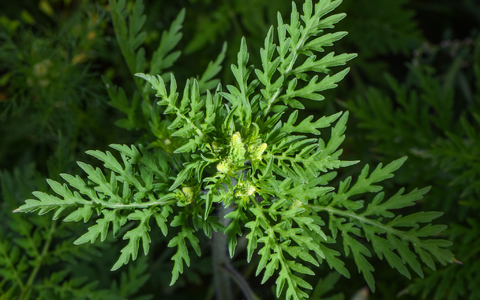 Die Pflanze stammt aus Nordamerika und breitet sich in Deutschland immer mehr aus. (Archivbild) - Foto: Patrick Pleul/dpa-Zentralbild/dpa Die Pflanze stammt aus Nordamerika und breitet sich in Deutschland immer mehr aus. (Archivbild) - Foto: Patrick Pleul/dpa-Zentralbild/dpa