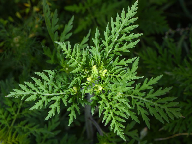 Die Pflanze stammt aus Nordamerika und breitet sich in Deutschland immer mehr aus. (Archivbild) - Foto: Patrick Pleul/dpa-Zentralbild/dpa
