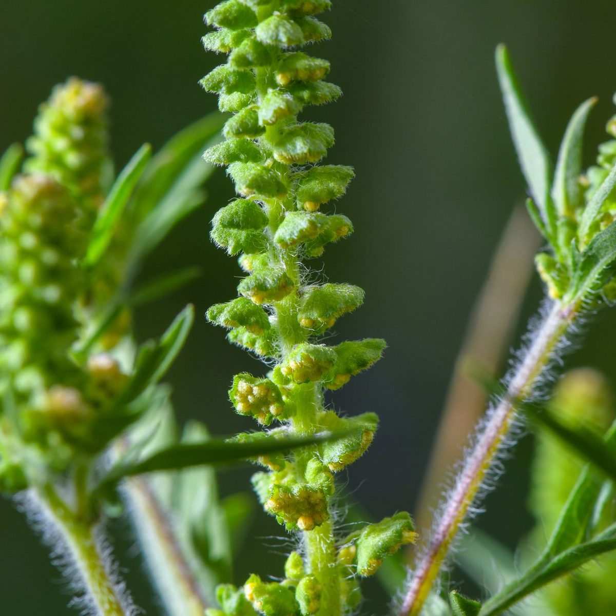Ambrosia-Pollen können schon in kleinen Mengen heftige allergische Reaktionen auslösen. (Archivbild) - Foto: Patrick Pleul/dpa-Zentralbild/ZB