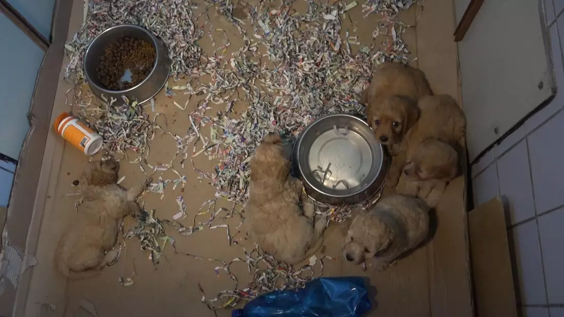 PETA deckt auf: Das Geschäft mit den Hundewelpen in der EU - tierschutzwidrige Massenzucht in der Slowakei / Leidende Tiere in belgischen Puppyshops verkauft - Deutschland ist wichtiges Transitland - Bild: presseportal.de