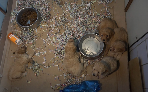 PETA deckt auf: Das Geschäft mit den Hundewelpen in der EU - tierschutzwidrige Massenzucht in der Slowakei / Leidende Tiere in belgischen Puppyshops verkauft - Deutschland ist wichtiges Transitland - Foto: presseportal.de