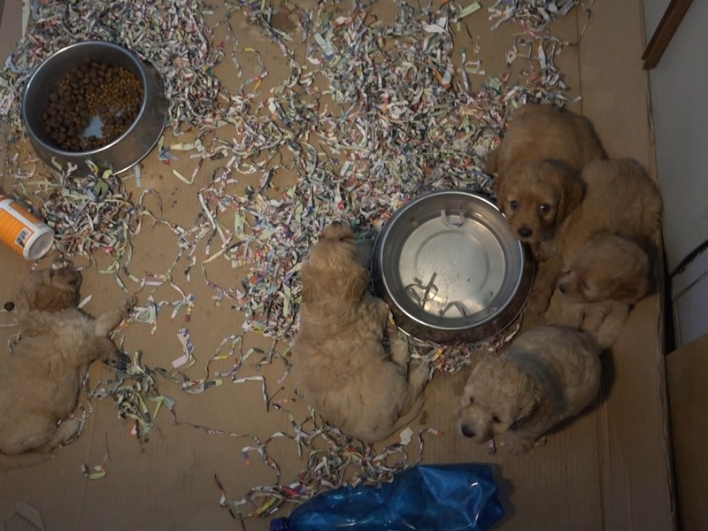 PETA deckt auf: Das Geschäft mit den Hundewelpen in der EU - tierschutzwidrige Massenzucht in der Slowakei / Leidende Tiere in belgischen Puppyshops verkauft - Deutschland ist wichtiges Transitland - Foto: presseportal.de