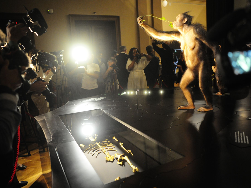 Das Vormenschen-Fossil Lucy aus Äthiopien ist erstmals in Europa zu sehen. Die Ausstellung im Nationalmuseum in Prag ist nur bis zum 23. Oktober geöffnet. - Foto: Michael Heitmann/dpa