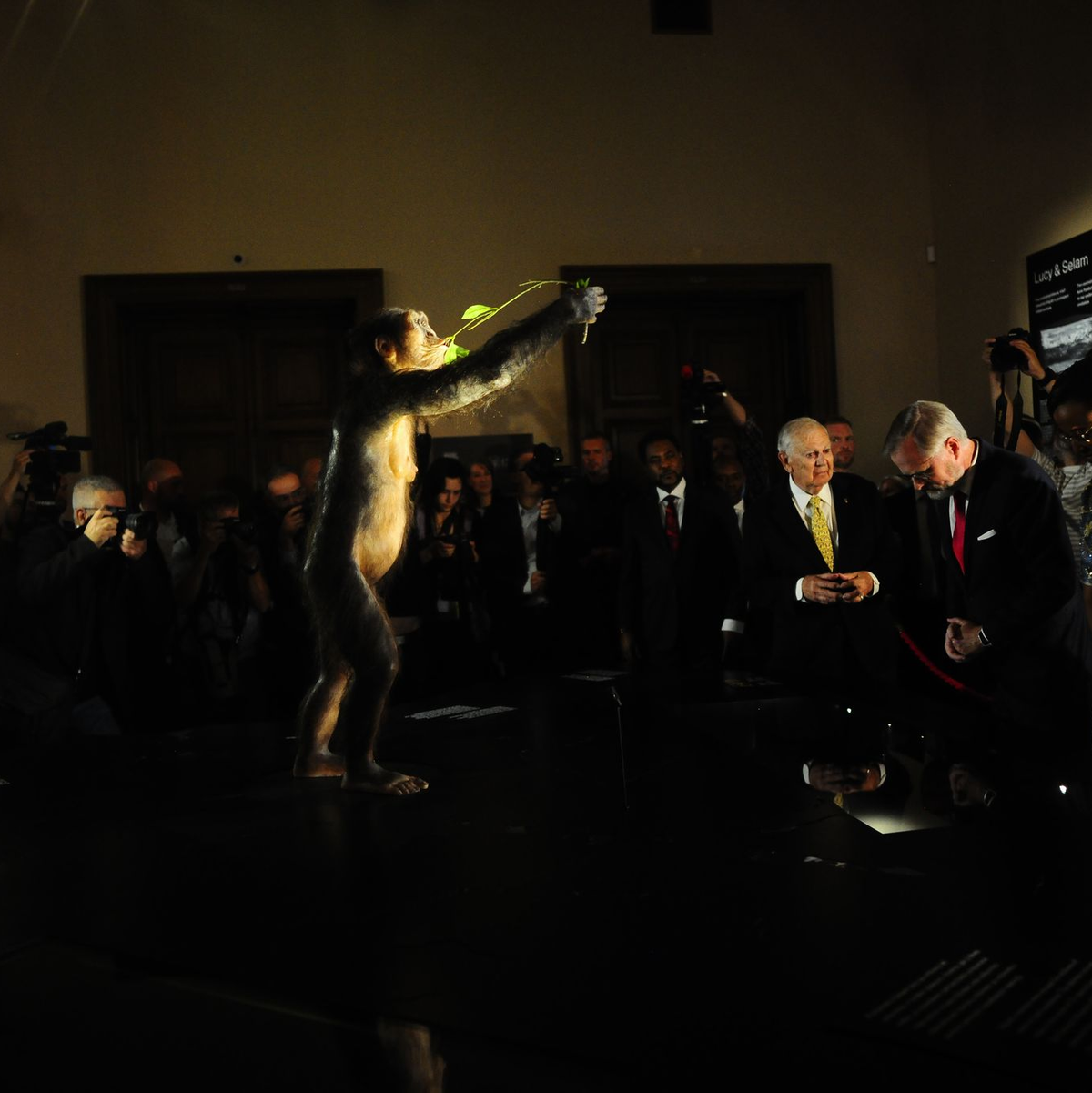 Das Vormenschen-Fossil 