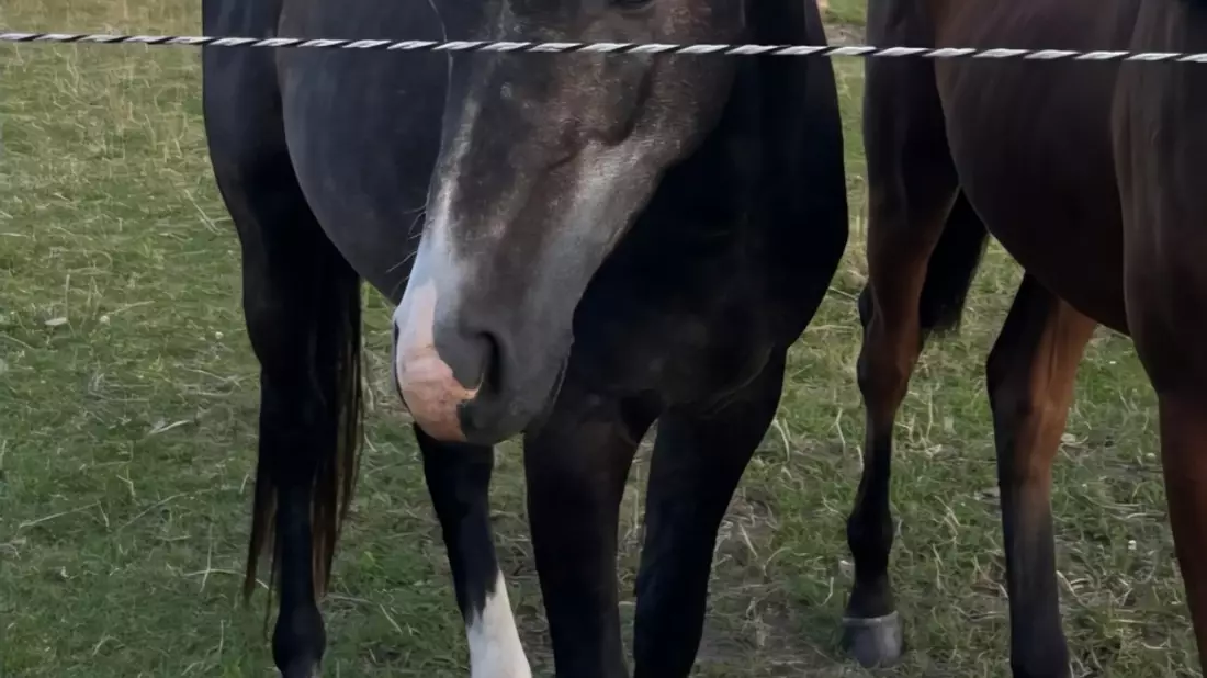 POL-IZ: 250825.4 Westerdeichstrich: Pferd von Weide gestohlen - Polizei sucht Zeugen - Bild: presseportal.de