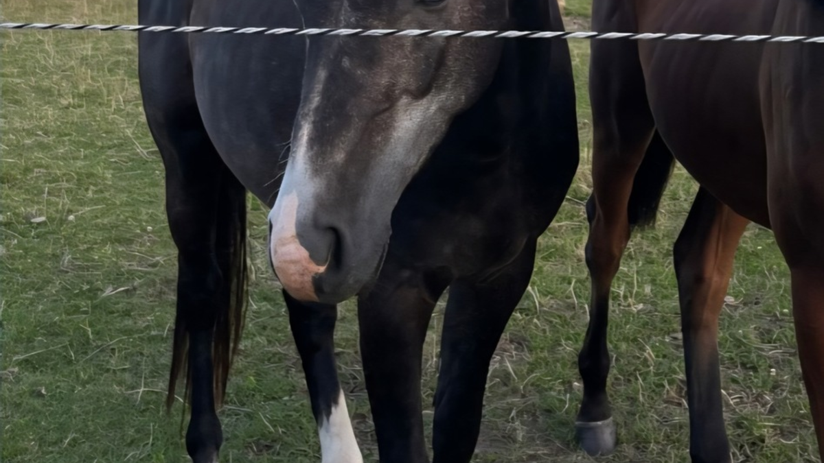 POL-IZ: 250825.4 Westerdeichstrich: Pferd von Weide gestohlen - Polizei sucht Zeugen - Foto: presseportal.de