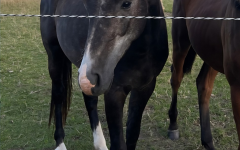 POL-IZ: 250825.4 Westerdeichstrich: Pferd von Weide gestohlen - Polizei sucht Zeugen - Foto: presseportal.de POL-IZ: 250825.4 Westerdeichstrich: Pferd von Weide gestohlen - Polizei sucht Zeugen - Foto: presseportal.de