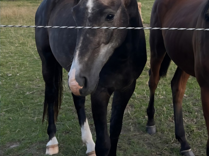 POL-IZ: 250825.4 Westerdeichstrich: Pferd von Weide gestohlen - Polizei sucht Zeugen - Foto: presseportal.de