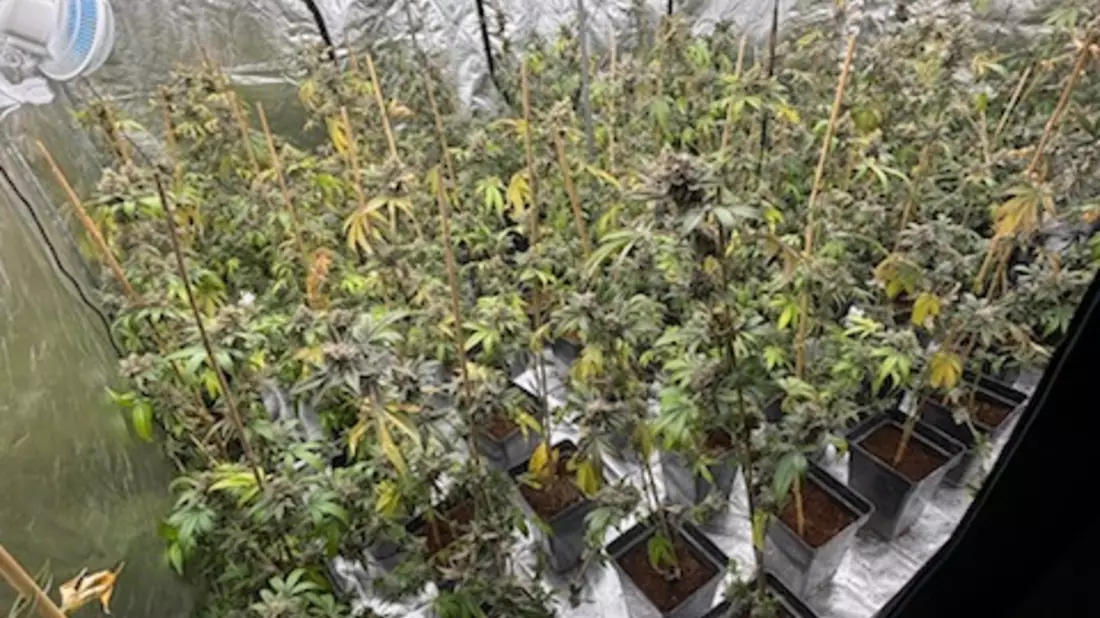 POL-HK: Walsrode: Brand am Amtsgericht; Soltau: Alkoholisiert mit Strauch und Hecke kollidiert; Munster: Cannabis-Indoor-Plantage (FOTO); Schneverdingen: Gefährdung durch Überholmanöver - Bild: presseportal.de