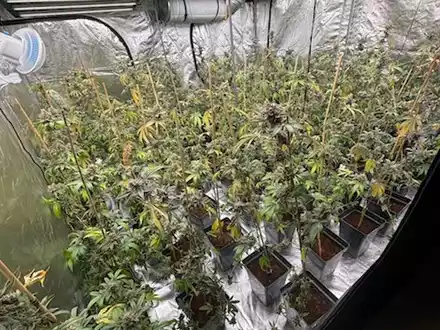 POL-HK: Walsrode: Brand am Amtsgericht; Soltau: Alkoholisiert mit Strauch und Hecke kollidiert; Munster: Cannabis-Indoor-Plantage (FOTO); Schneverdingen: Gefährdung durch Überholmanöver - Foto: presseportal.de