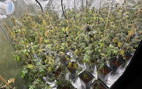 POL-HK: Walsrode: Brand am Amtsgericht; Soltau: Alkoholisiert mit Strauch und Hecke kollidiert; Munster: Cannabis-Indoor-Plantage (FOTO); Schneverdingen: Gefährdung durch Überholmanöver - Foto: presseportal.de