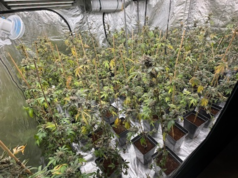 POL-HK: Walsrode: Brand am Amtsgericht; Soltau: Alkoholisiert mit Strauch und Hecke kollidiert; Munster: Cannabis-Indoor-Plantage (FOTO); Schneverdingen: Gefährdung durch Überholmanöver - Foto: presseportal.de