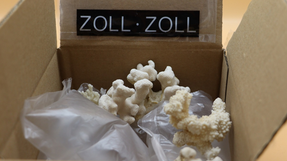 HZA-MS: Zollamt findet Korallen im Paket / Mann bekam geschützte Tierart aus den USA geschickt - Foto: presseportal.de