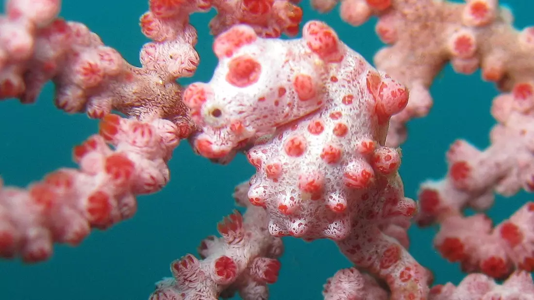 Mit einer Größe von etwa zwei Zentimetern zählen Zwerg-Seepferdchen - auch Pygmäenseepferdchen genannt - zu den kleinsten Wirbeltieren weltweit. - Bild: .. Sea Institute of Oceanology/Chinese Academy of Sciences/dpa