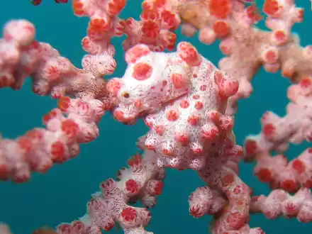 Mit einer Größe von etwa zwei Zentimetern zählen Zwerg-Seepferdchen - auch Pygmäenseepferdchen genannt - zu den kleinsten Wirbeltieren weltweit. - Foto: .. Sea Institute of Oceanology/Chinese Academy of Sciences/dpa