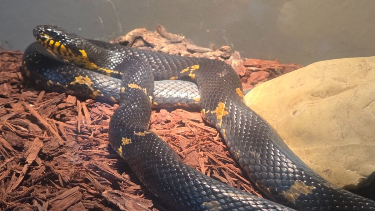 POL-LG: ++ Jugendlicher entwendet Sparbüchse aus Wohnhaus ++ Ladendieb von Mitarbeitern aufgehalten ++ abgestellter Pkw in Vollbrand - Feuer greift auf weitere Fahrzeuge über - Feuerwehr im Löscheinsatz ++ - Foto: presseportal.de