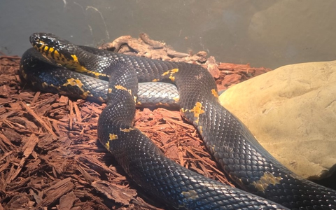 POL-LG: ++ Jugendlicher entwendet Sparbüchse aus Wohnhaus ++ Ladendieb von Mitarbeitern aufgehalten ++ abgestellter Pkw in Vollbrand - Feuer greift auf weitere Fahrzeuge über - Feuerwehr im Löscheinsatz ++ - Foto: presseportal.de