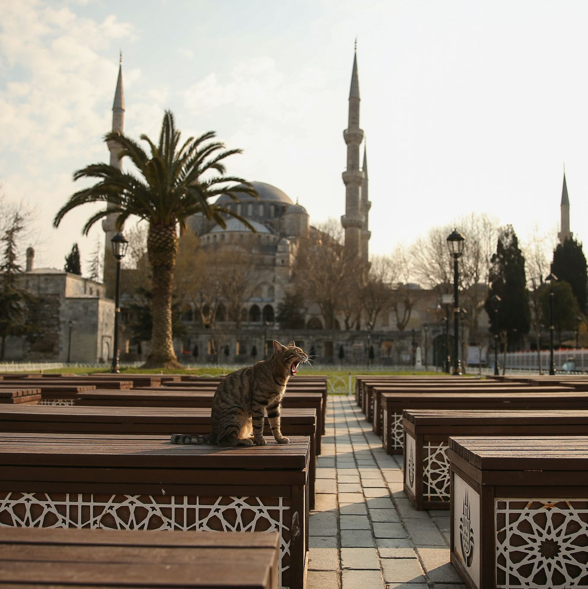 Das Kopftuch ist in der Türkei weiter umstritten, auch abseits von Gebetsstätten wie etwa die Blaue Moschee in Istanbul. (Archivbild) - Foto: Emrah Gurel/AP/dpa