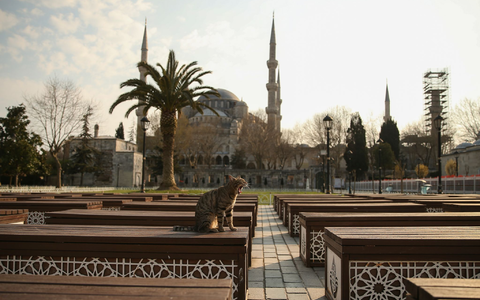 Das Kopftuch ist in der Türkei weiter umstritten, auch abseits von Gebetsstätten wie etwa die Blaue Moschee in Istanbul. (Archivbild) - Foto: Emrah Gurel/AP/dpa