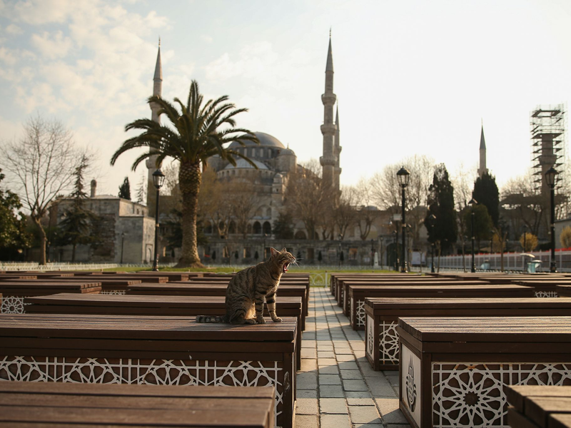 Das Kopftuch ist in der Türkei weiter umstritten, auch abseits von Gebetsstätten wie etwa die Blaue Moschee in Istanbul. (Archivbild) - Foto: Emrah Gurel/AP/dpa